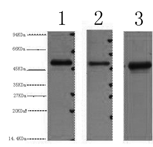 Western Blot analysis of 1) 293T, 2) HepG2, 3) Hela cells using FH Monoclonal Antibody at dilution of 1:3000.