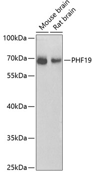 Western blot analysis of extracts of various cell lines using PHF19 Polyclonal Antibody at 1:1000 dilution.