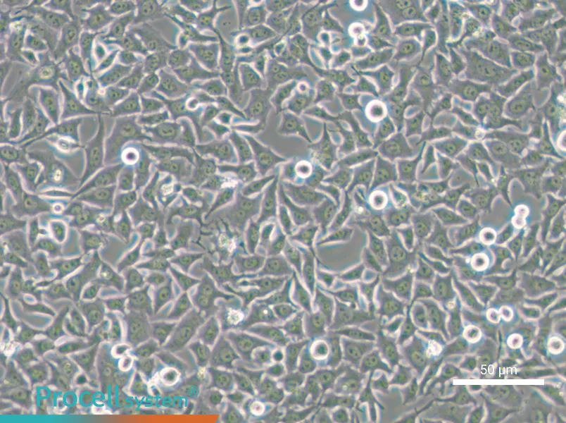 Hela 229 - 5