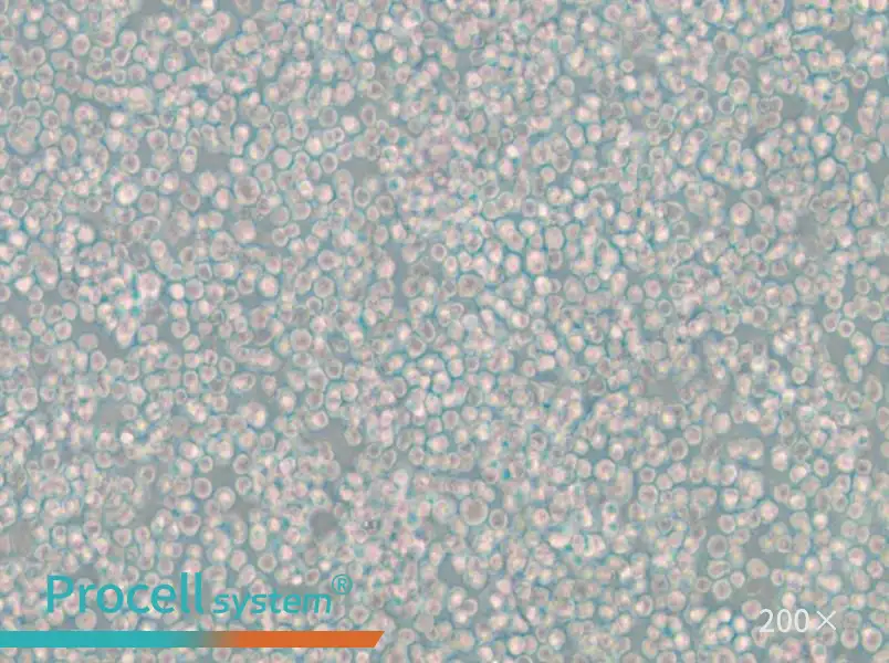 WIL2 S Cell Complete Medium - 4