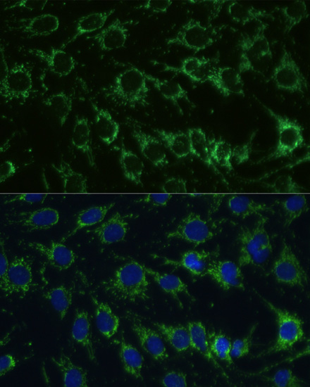 Immunofluorescence analysis of C6 cells using GLUD1 Polyclonal Antibody at dilution of  1:100. Blue: DAPI for nuclear staining.