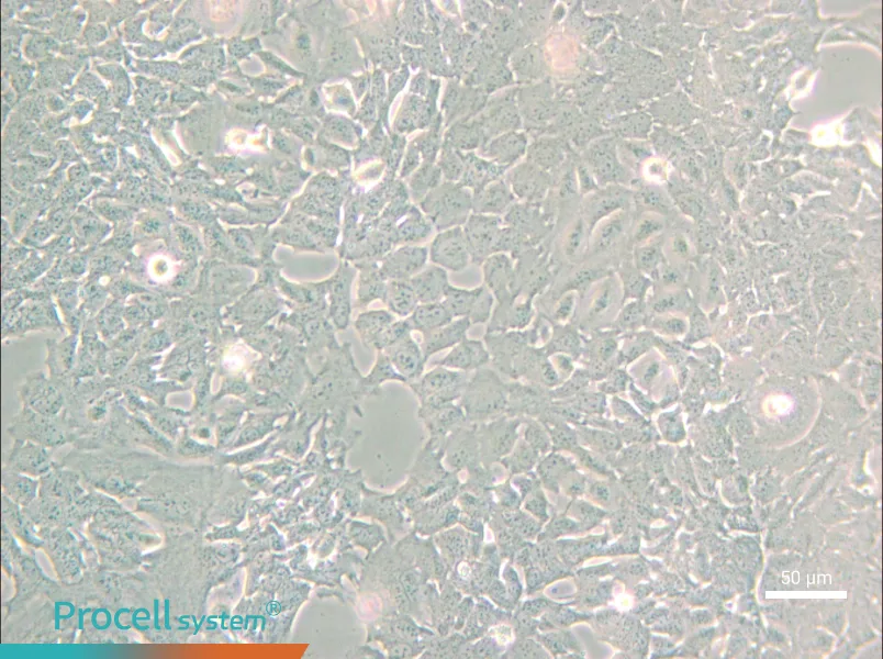 HC11 Cell Complete Medium - small - 6