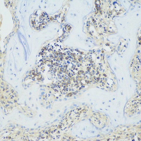 Immunohistochemistry analysis of paraffin-embedded Rat tooth  using TNFRSF11B Polyclonal Antibody at dilution of 1:200.