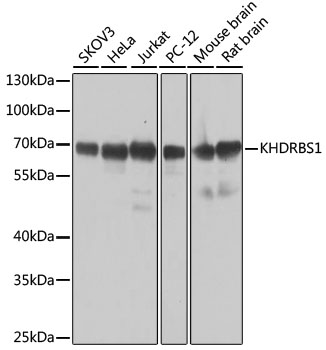 Western blot analysis of extracts of various cell lines using KHDRBS1 Polyclonal Antibody at dilution of 1:1000.