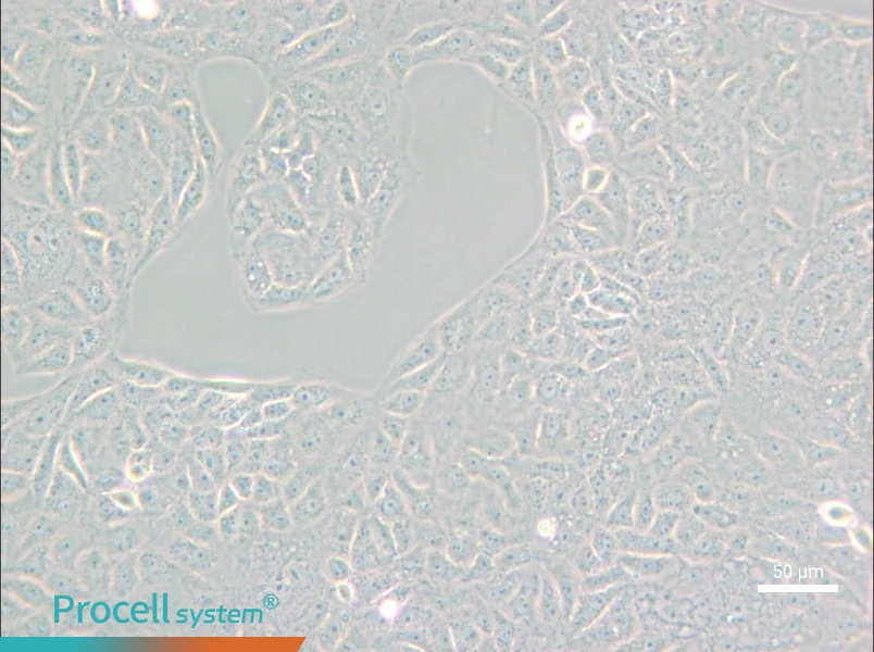 VERO C1008 [Vero E6] Cell Complete Medium - small - 6