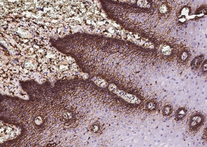 CD44 Antibody Polyclonal Antibody - small - 3