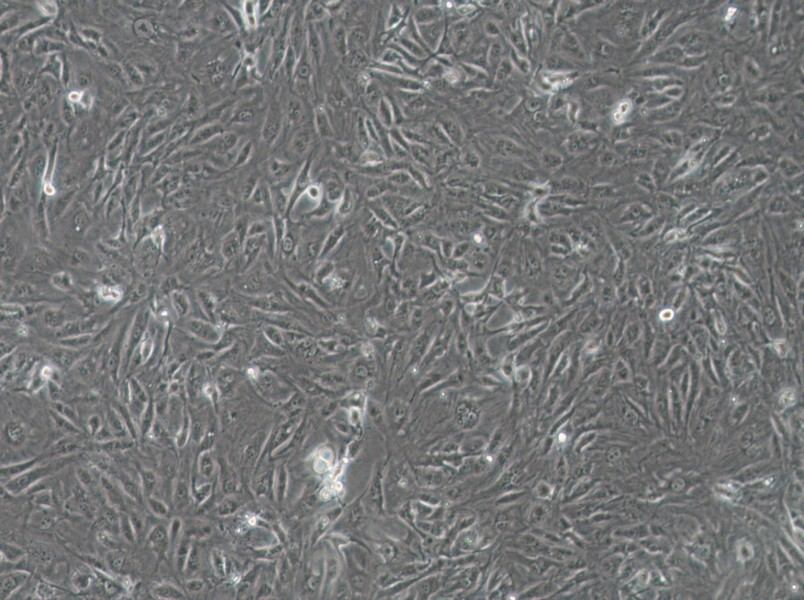 SW1710 (DMEM) Cell Complete Medium-searchlist-1