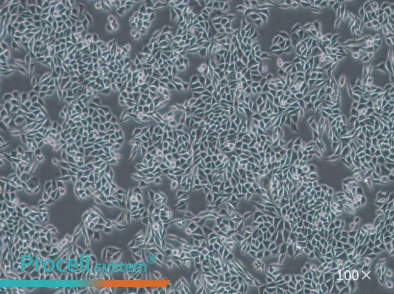 L-WRN Cell Complete Medium - 3