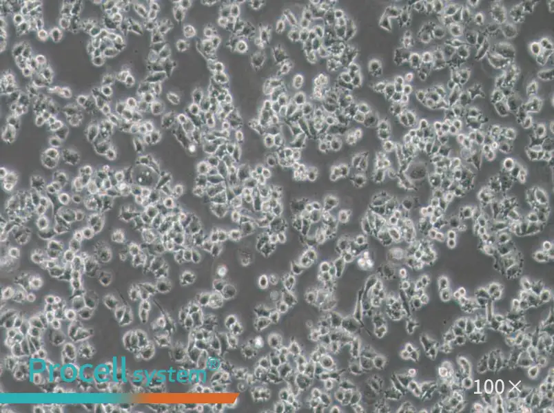 A-427 Cell Complete MediumA-427 Cell Complete Medium - 2