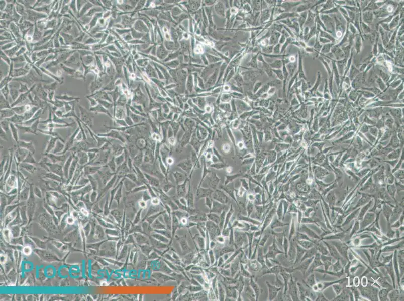 MO3.13 Cell Complete MediumMO3.13 Cell Complete Medium - 3