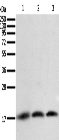 Western Blot analysis of A431, Jurkat and hela cell using Survivin Polyclonal Antibody at dilution of 1:400
