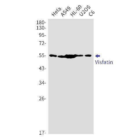 Western blot detection of Visfatin in Hela,A549,HL-60,U2OS,C6 cell lysates using Visfatin Rabbit mAb(1:1000 diluted).Predicted band size:56kDa.Observed band size:56kDa.