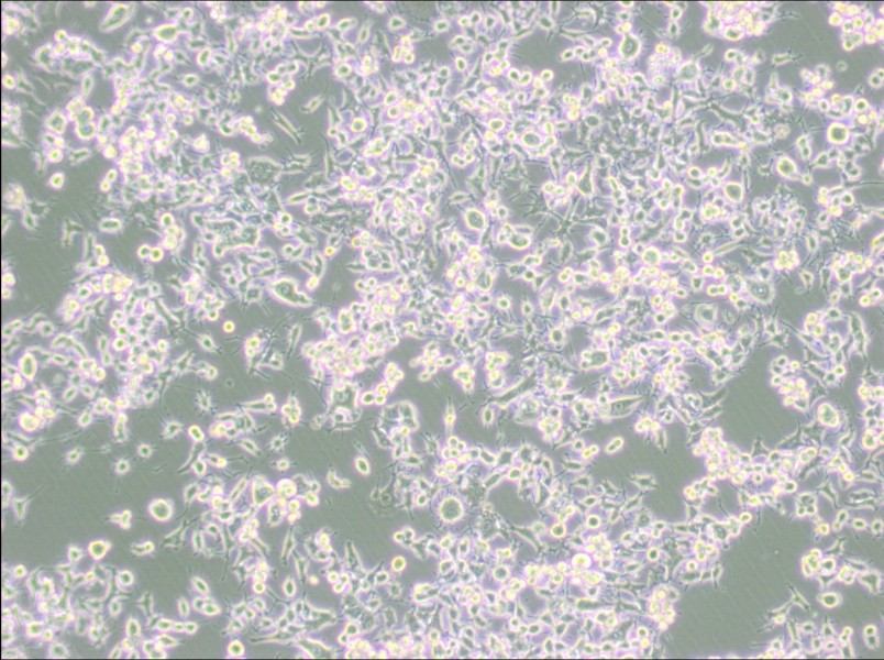 RAG Cell Complete MediumRAG Cell Complete Medium - 3