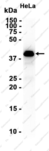 Recombinant Phospho-ERK1/2 (Thr202/Thr185) Monoclonal Antibody - 2