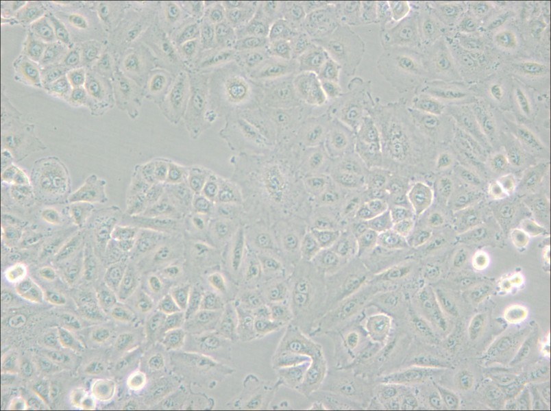 A549 [A-549] Cell Complete Medium - 6