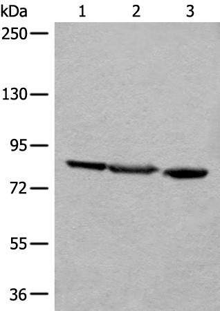 Western blot analysis of A549 Jurkat and HEPG2 cell lysates  using TAGAP Polyclonal Antibody at dilution of 1:400