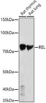 Western blot analysis of extracts of various cell lines using REL Polyclonal Antibody at 1:1000 dilution.