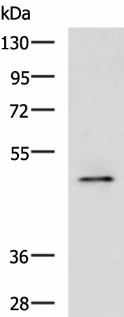 Western blot analysis of Rat heart tissue lysate  using PDK4 Polyclonal Antibody at dilution of 1:600