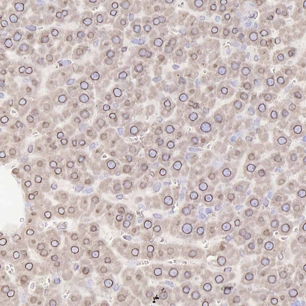 Immunohistochemistry analysis of paraffin-embedded rat liver  using LMNA Polyclonal Antibody at dilution of 1:300.