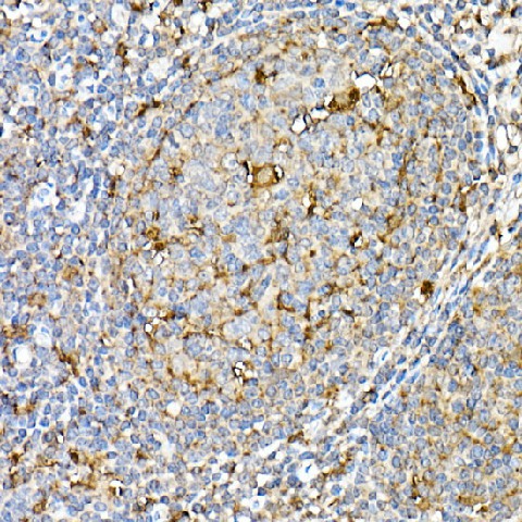 Immunohistochemistry of paraffin-embedded human tonsil using [KO Validated] PSAP Polyclonal Antibody at dilution of 1:50 (40x lens).Perform high pressure antigen retrieval with 10 mM citrate buffer pH 6.0 before commencing with IHC staining protocol.