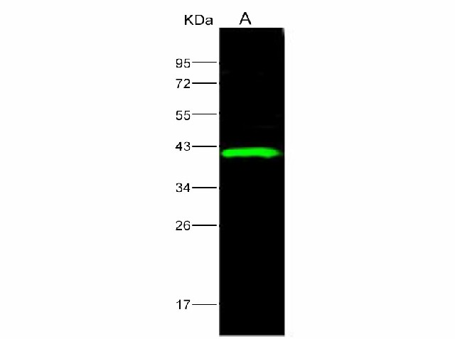 Western Blot analysis of Recombinant EBOV (subtype Sudan, strain Gulu) VP40 / Matrix protein VP40 Protein (His Tag)(PKSV030148 with 10ng) using Anti-Ebola virus EBOV(subtype Sudan, strain Gulu) VP40/Matrix protein VP40 Polyclonal Antibody at dilution of 1:1000.