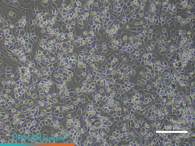 Rat Nucleus Pulposus Cell Complete Medium - 2