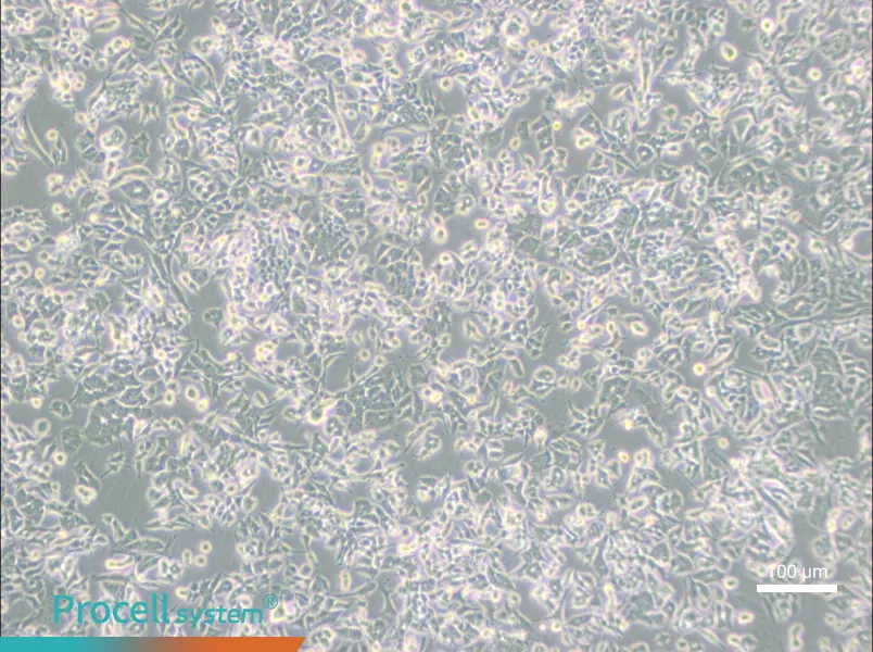 PC-12 (Low differentiation) Cell Complete Medium - 1