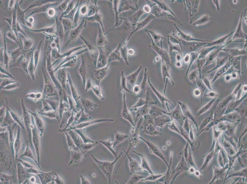 SK-MEL-28 Cell Complete Medium - small - 5