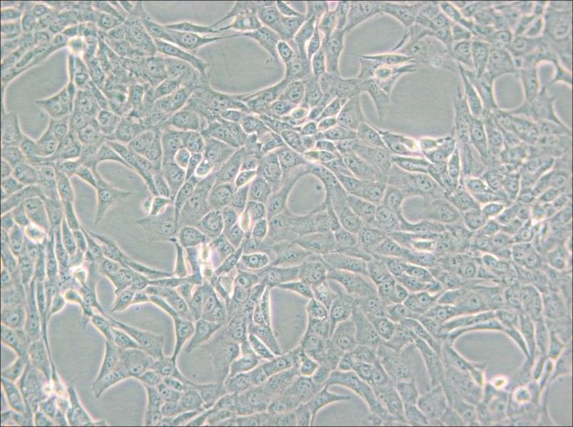 GC-1 spg Cell Complete Medium - 4