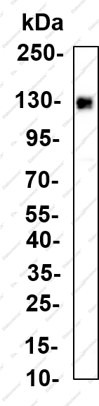 Recombinant AF-10 Monoclonal Antibody - 1