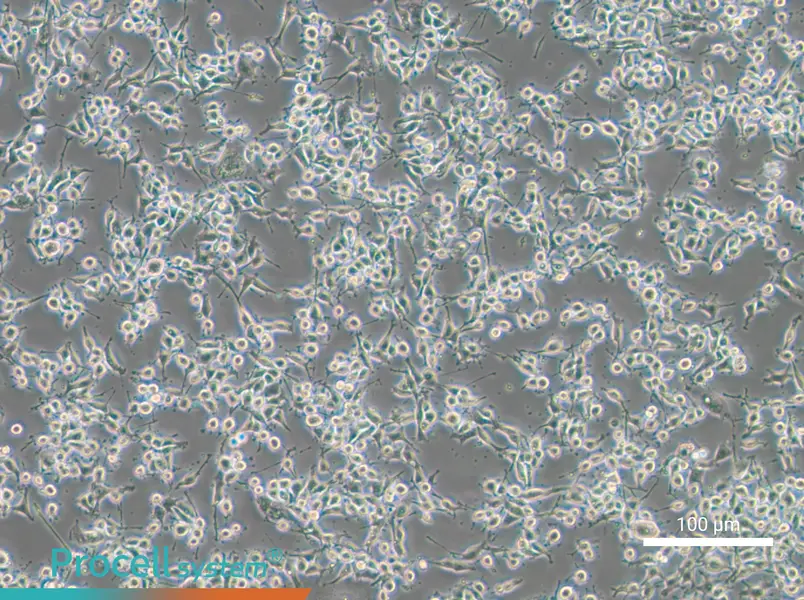 MADB106 Cell Complete Medium - 1
