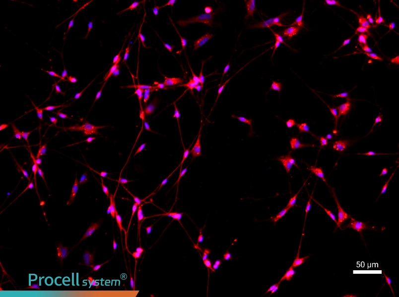 Mouse Dorsal Root Ganglion Neuron Complete Medium - 1
