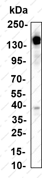 Recombinant XDH Monoclonal Antibody - 4