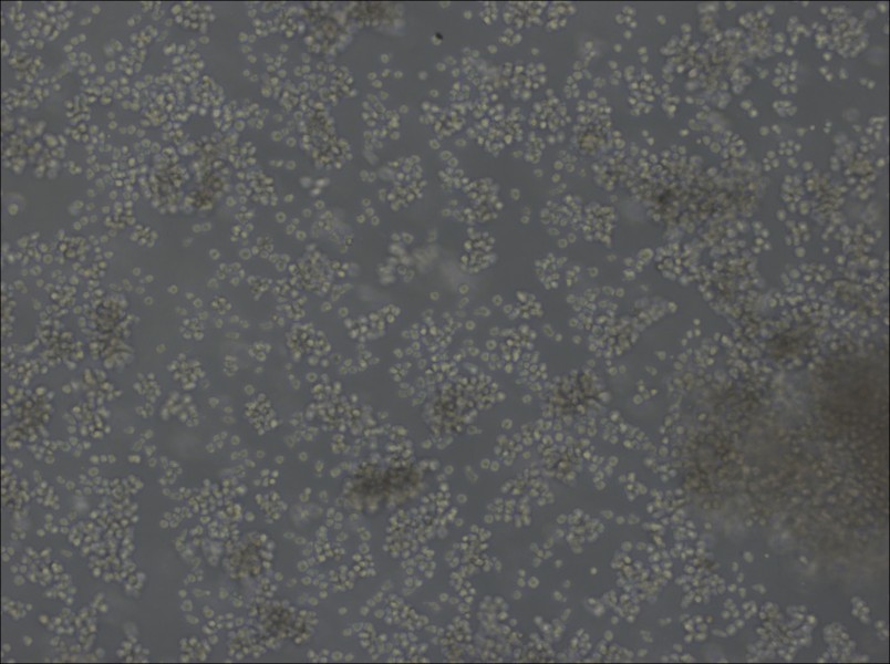 U-2932 Cell Complete MediumU-2932 Cell Complete Medium - 3