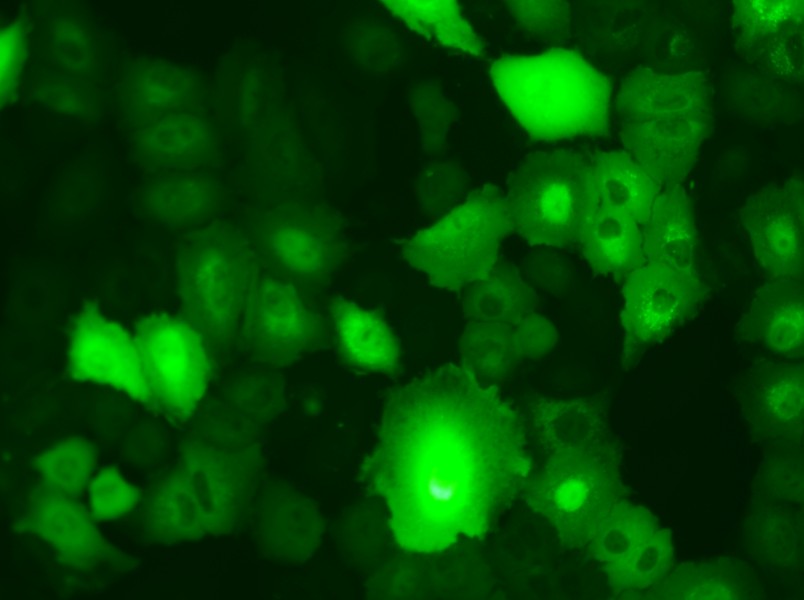 A549-GFP Cell Complete Medium - small - 4