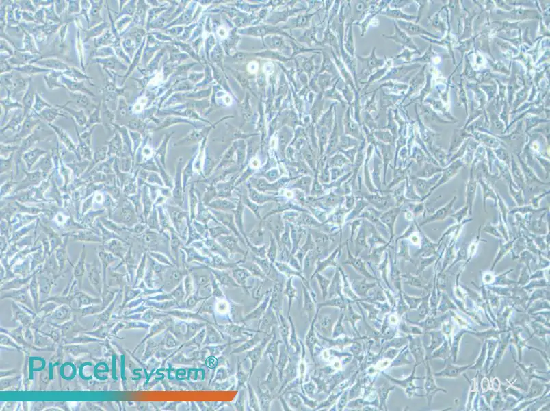 MG-63 Cell Complete Medium - 1