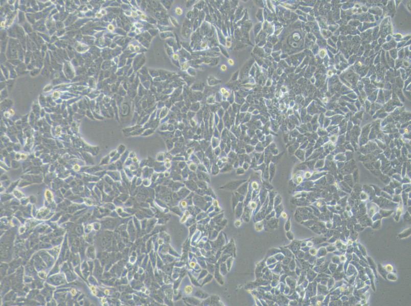 NCI-H358 Cell Complete Medium - 2