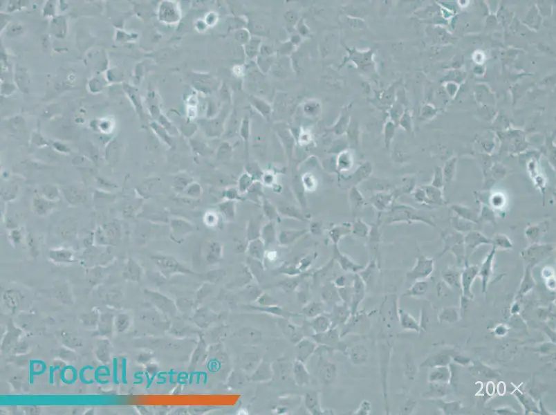 HMEC-1 Cell Complete Medium - small - 5