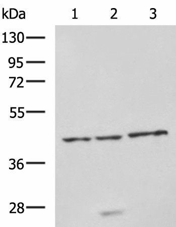 Western blot analysis of RAW264.7 cell Rat brain tissue and Mouse brain tissue lysates  using NDRG4 Polyclonal Antibody at dilution of 1:650