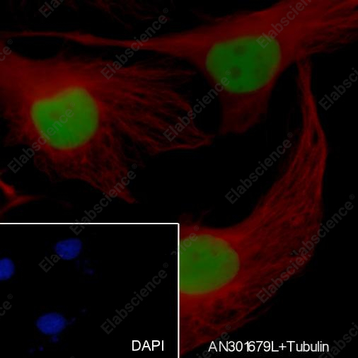 Recombinant TPX2 Monoclonal Antibody - 3