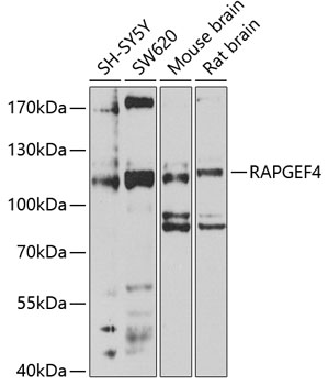 Western blot analysis of extracts of various cell lines using RAPGEF4 Polyclonal Antibody at 1:1000 dilution.