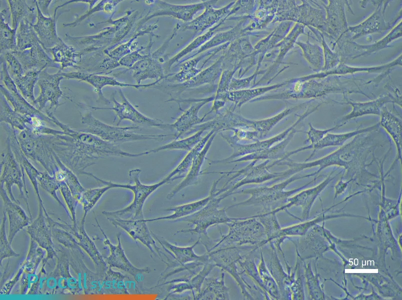 Rabbit Adipose-Derived Mesenchymal Stem Cell Complete Medium - 6