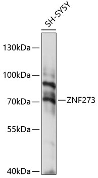 Western blot analysis of extracts of SH-SY5Y cells using ZNF273 Polyclonal Antibody at 1:1000 dilution.