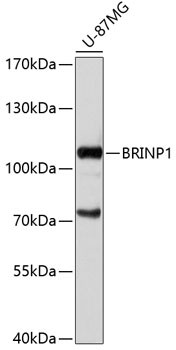 Western blot analysis of extracts of U-87MG cells using BRINP1 Polyclonal Antibody at 1:1000 dilution.