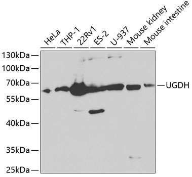 Western blot analysis of extracts of various cell lines using UGDH Polyclonal Antibody at 1:1000 dilution.