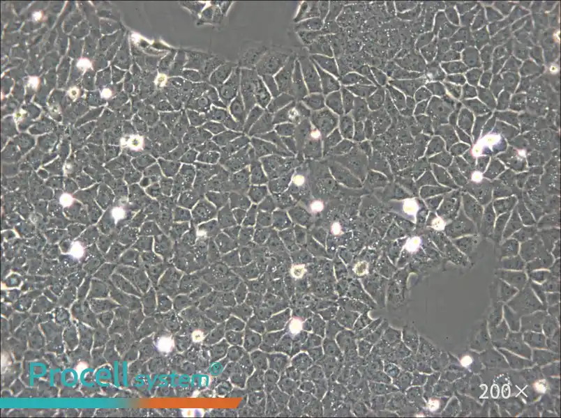 BRL Cell Complete Medium - small - 5