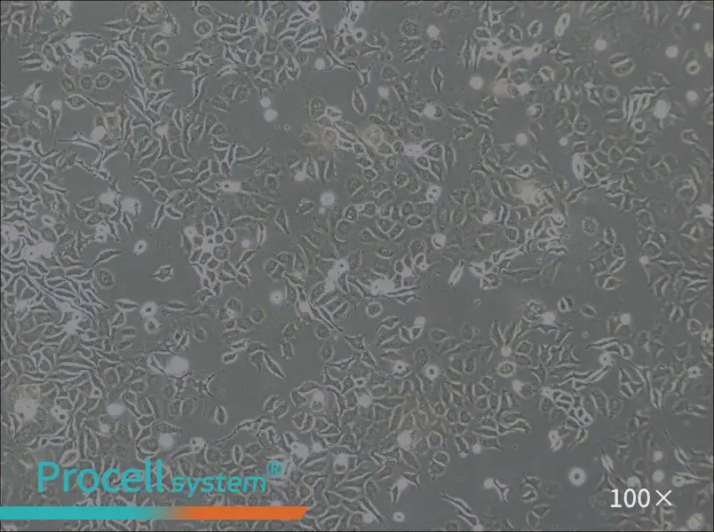 NP69SV40T Cell Complete Medium - 1