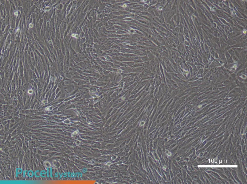 Rabbit Bone Marrow Mesenchymal Stem Cell Complete Medium - 3