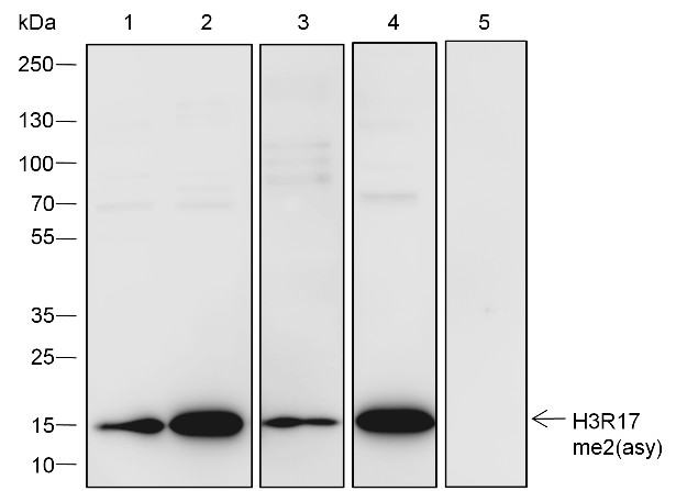 Recombinant Histone H3 (Asymmetric Di Methyl Arg17) Monoclonal Antibody-searchlist-1