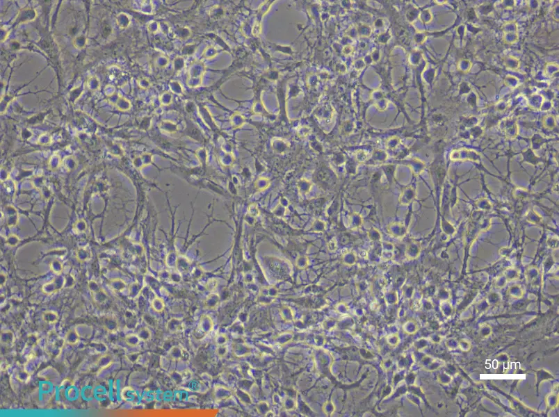Mouse Spinal Cord Astrocyte Complete Medium - small - 6